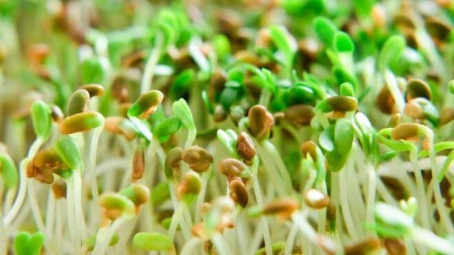 Multistate E. coli & Salmonella Outbreak Linked to Sprouts